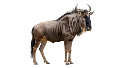 Isolated Wildebeest standing in front view, wildlife animal in savanna, large antelope