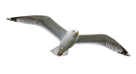 Isolated Seagull flying with wings spread out against a simple plain background to left side
