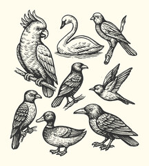 Engraved set of exotic and domestic birds including parrot, swan, crow, and hummingbird in vintage style.