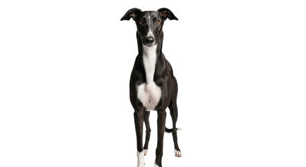 Isolated Black Greyhound dog standing frontal, purebred slender smooth coat, quiet and alert