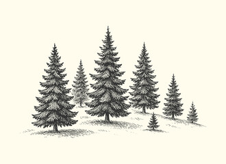 Vintage engraved drawing of pine trees forming a dense forest in rustic natural style.