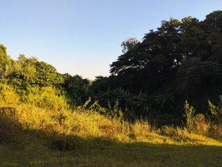 Serene Forest Landscape in Early Evening Sunlight