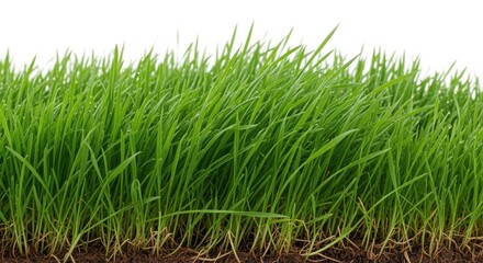 Obraz premium A vibrant, lush field of dense, verdant grass blades covering the ground. This serene natural landscape could depict a healthy lawn or a tranquil meadow.