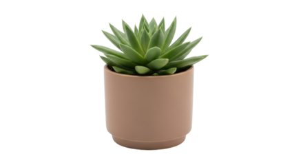 Isolated echeveria succulent potted plant, botanical decoration, indoor gardening hobby