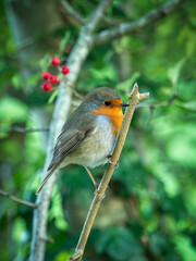 Robin perched on a branch