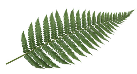 Isolated green fern frond against neutral backdrop, nature's beauty and delicate detail © Fernando