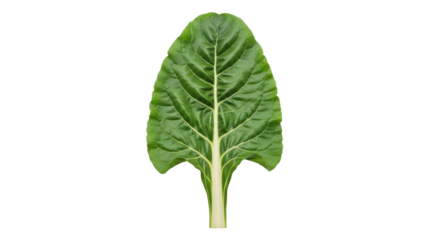 Isolated Swiss chard leaf showing veins with vibrant green shades and curled edges