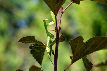 Macro of male European Mantis or Praying Mantis clings gracefully to   thin plant stem, surrounded by lush green leaves in soft natural light