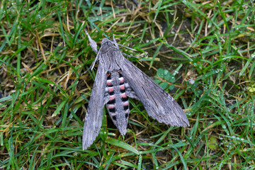 Hummingbird hawk-moth Night butterfly Agrius convolvuli with striped gray and pinkish bands on its abdomen rests on grass, showcasing its delicate, elongated wings and intricate patterns