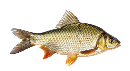 Isolated roach fish, a freshwater ray-finned animal used for game fishing and aquariums, side view