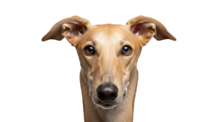 Isolated tan greyhound puppy portrait against neutral backdrop a beautiful canine face