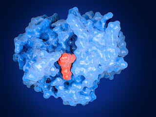 The enzyme New Delhi Metallo-beta-Lactamase-1  (NDM-1,  blue) in complex with the flavonol inhibitor morin. NDM1 has devoloped to a global threat by confering resistance to all common β-lactam antibio