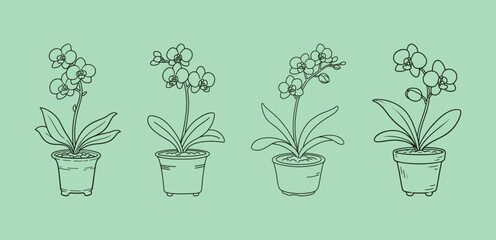 Set of four black outline illustrations of potted orchid flowers (Phalaenopsis) on a soft mint green background, emphasizing elegance and simple flora design.
