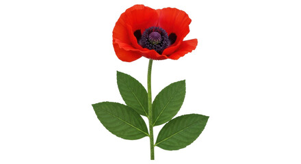 Isolated bright red poppy flower and green leaves against seamless background, full view