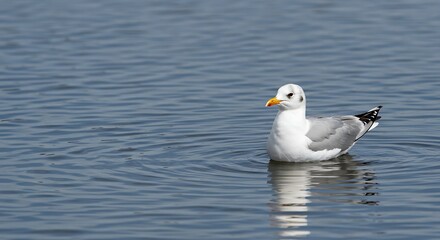 Obraz premium Seagull floating on calm water with reflection under sunlight