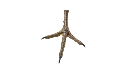 Isolated bird foot featuring sharp claws in tan, brown, and black, wildlife anatomy