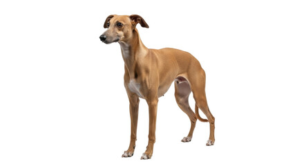 Isolated tan Whippet dog standing attentively at eye level in a studio setting, looking left
