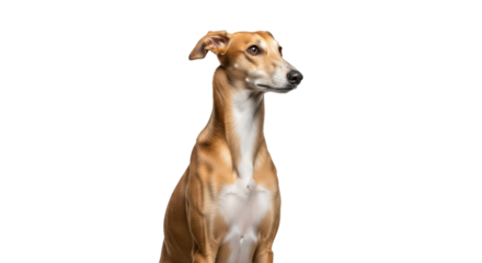 Isolated Galgo Español dog, elegant and slender breed from Spain, attentively looking right