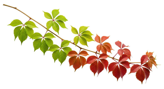 Isolated Virginia creeper branch with green and red leaves in autumn fall season - Powered by Adobe