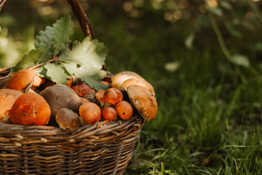 Wicker basket filled with fresh wild mushrooms on green grass in forest. Autumn harvest concept, organic food ingredient, healthy vegetarian diet, rustic lifestyle and natural seasonal produce.