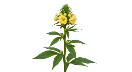 Isolated Yellow loosestrife flowering plant, blooming perennial herb with upright flower spike