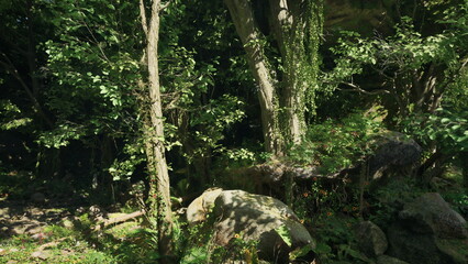 A stunning forest landscape in New Zealand, showcasing the beauty of nature and the abundance of trees and rocks