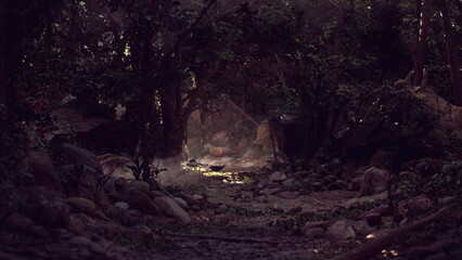 A video captures a dark forest in New Zealand, teeming with rocks and trees creating a rugged terrain.