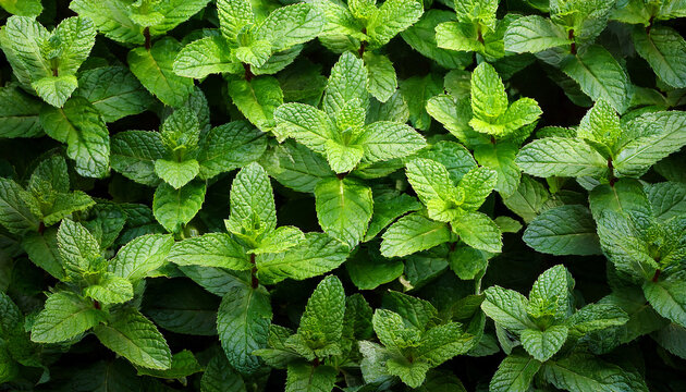 Mint Leaves Background