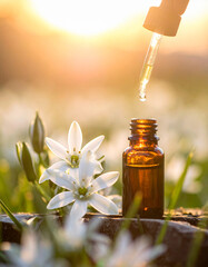 Ornithogalum umbellatum Close-up Amber Glass Bottle, Pipette Drop Essence Star of Bethlehem Flower Remedy Bach, therapy, Florais de Bach