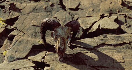 A ram skull with twisted horns is positioned on a rugged rock surface, illuminated by sunlight. The textured rocks and shadows enhance the eerie atmosphere of the scene.