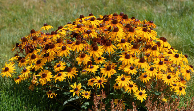 Rudbeckia Triloba Dense Bushy Clump Of Brown Eyed Susans With Branched Hairy Reddish Brown Stems Bearing Small Bright Yellow Flowers Arranged Around A Central Brown Black Cone - Powered by Adobe