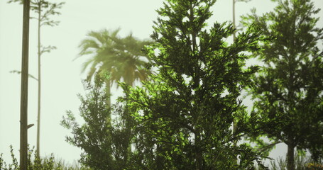 Dense greenery fills the area with a mix of tall trees and palm trees, creating a peaceful atmosphere. Soft sunlight filters through the leaves during the late afternoon.