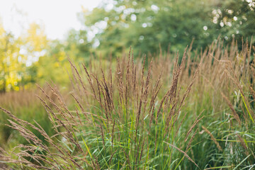 Abstract natural background of soft plants Cortaderia selloana. Pampas grass on a blurry bokeh, Dry reeds boho style. Fluffy stems of tall grass in autumn. Web banner