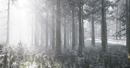 Tall trees stand in a snow covered forest, enveloped in a layer of mist. Soft light filters through the branches, creating a serene winter atmosphere.