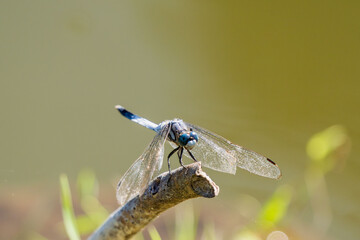 秋の水辺のシオカラトンボ02