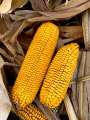 Yellow corn cobs lying on dry corn stalks. Top view, close-up of harvested maize on agricultural background. Autumn harvest concept.