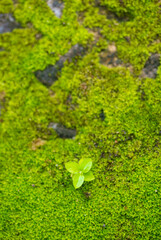 Green plant growing on mossy stone wall, nature background,