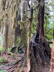 Beaches, mountains, and rainforest in Olympic national Park