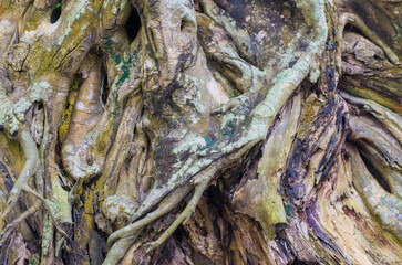 Old tree roots close-up. Abstract natural background and texture.