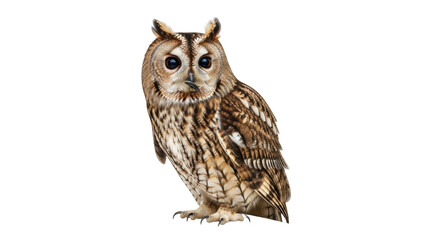Isolated, long-eared owl portrait showing detailed plumage and large, expressive eyes
