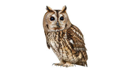 Isolated, long-eared owl portrait showing detailed plumage and large, expressive eyes