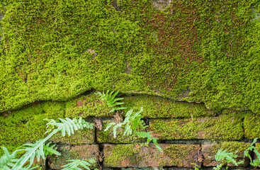 Green moss on old brick wall texture background with copy space for text.