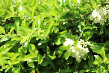 Buschblüten mit Grün