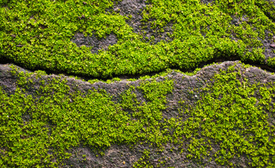 Green moss on the rock texture background. Closeup of moss .