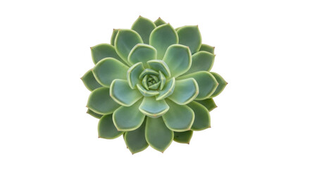 Isolated Echeveria succulent flower, a beautiful green rosette, drought-tolerant plant