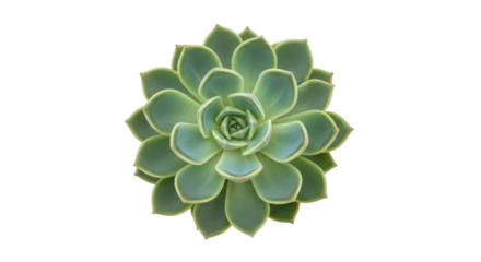Isolated Echeveria succulent flower, a beautiful green rosette, drought-tolerant plant