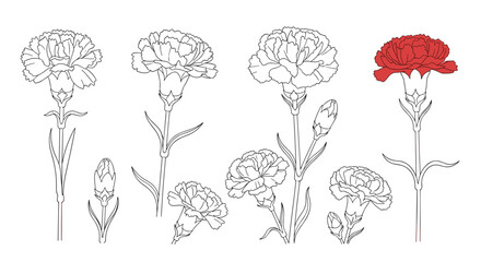Obraz premium A collection of delicate botanical illustrations featuring carnation flowers in various stages of bloom and detail.