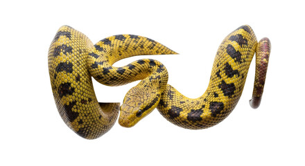 Isolated Eastern Foxsnake slithering, striking posture, yellow and black patterned skin