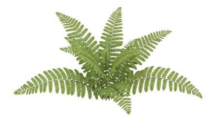 Isolated fern foliage plant, ornamental and verdant leaves, fresh and vibrant, healthy and full