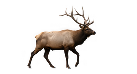 A majestic bull elk with large antlers walking confidently, isolated on transparent background